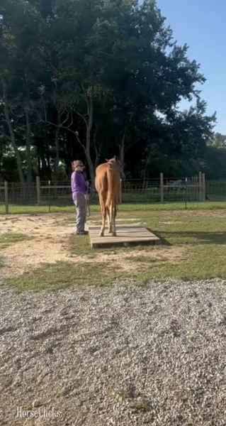 Rocky Mountain - "Booker Red October Arial" Sorrel Filly Rocky Mountain