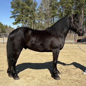 "Black" Black Gelding Draft