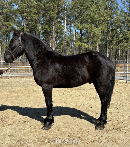 "Black" Black Gelding Draft