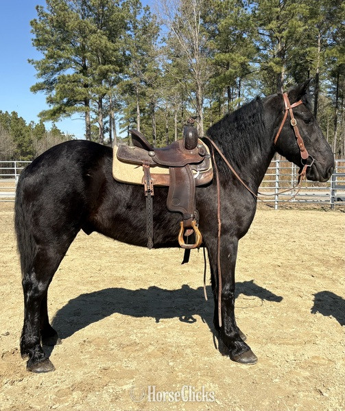 North Carolina "Black" Black Gelding Draft