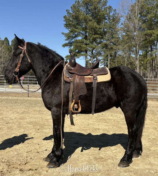 "Black" Black Gelding Draft - Draft in North Carolina