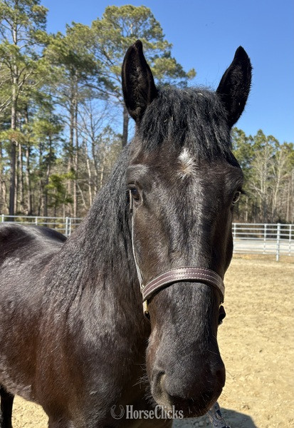 "Black" Black Gelding Draft - Draft
