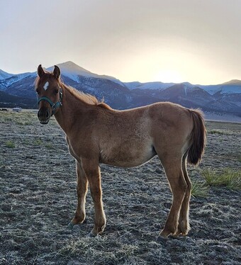 "Gunsmokes Smart Play" Dun Colt Quarter Horse