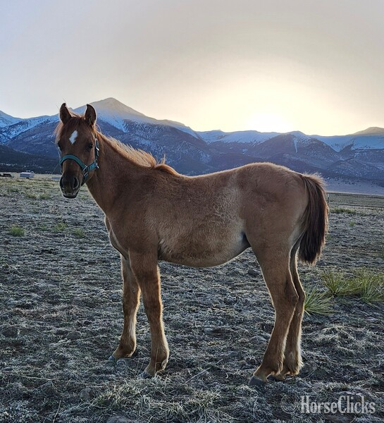 "Gunsmokes Smart Play" Dun Colt Quarter Horse in Colorado