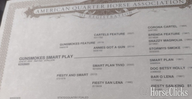 "Gunsmokes Smart Play" Dun Colt Quarter Horse