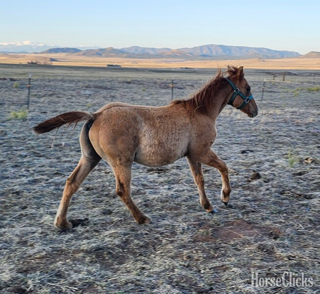 Colorado "Gunsmokes Smart Play" Dun Colt Quarter Horse