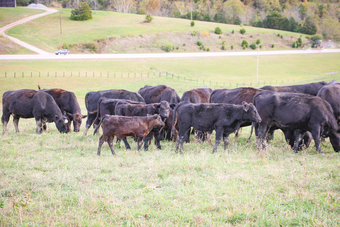 "HERD OF COW CALF PAIRS, 3 TO 6 YEARS OLD" Black Mare Quarter Horse