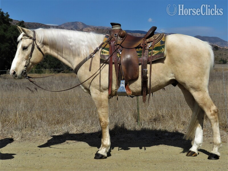 "OUR GOLDEN JOKER" Palomino Gelding Quarter Horse in California
