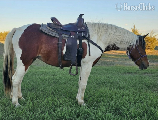 "" BAY PINTO Mare