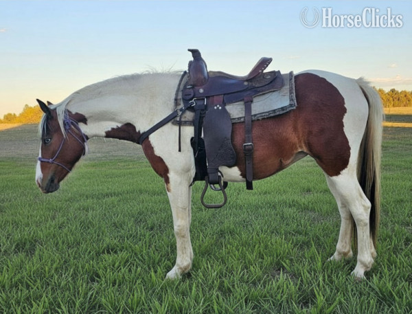 "" BAY PINTO Mare in Alliance,NE