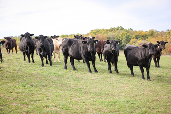"HERD OF BRED CATTLE, 3 TO 6 YEARS OLD, V" Black Mare Quarter Horse