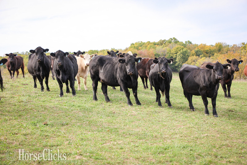 "HERD OF BRED CATTLE, 3 TO 6 YEARS OLD, V" Black Mare Quarter Horse in Kentucky