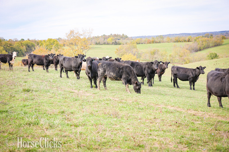 "HERD OF BRED CATTLE, 3 TO 6 YEARS OLD, V" Black Mare Quarter Horse