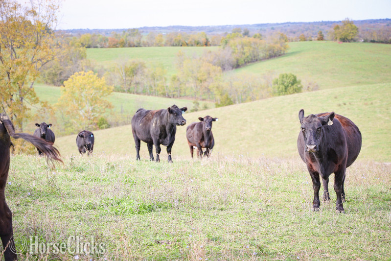 "HERD OF BRED CATTLE, 3 TO 6 YEARS OLD, V" Black Mare Quarter Horse - Quarter Horse in Kentucky