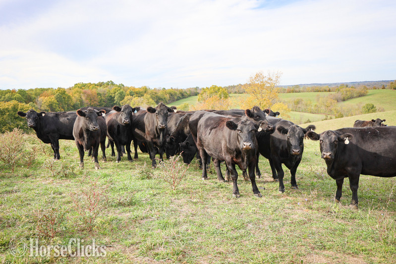 "HERD OF BRED CATTLE, 3 TO 6 YEARS OLD, V" Black Mare Quarter Horse - Quarter Horse