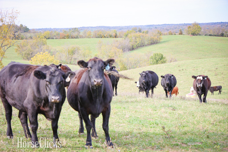 Quarter Horse - "HERD OF BRED CATTLE, 3 TO 6 YEARS OLD, V" Black Mare Quarter Horse in Kentucky