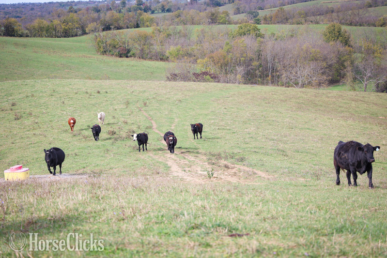 Quarter Horse - "HERD OF BRED CATTLE, 3 TO 6 YEARS OLD, V" Black Mare Quarter Horse