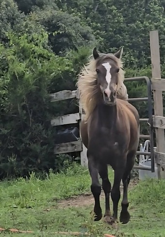 "Rockin Reflection " Chocolate Gelding Rocky Mountain