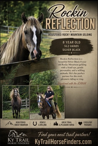 "Rockin Reflection " Chocolate Gelding Rocky Mountain