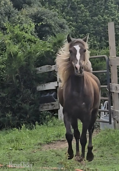"Rockin Reflection " Chocolate Gelding Rocky Mountain in Kentucky