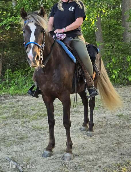 Kentucky "Rockin Reflection " Chocolate Gelding Rocky Mountain