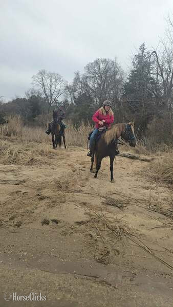 "Rockin Reflection " Chocolate Gelding Rocky Mountain - Rocky Mountain in Kentucky
