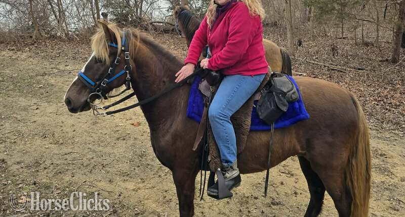 "Rockin Reflection " Chocolate Gelding Rocky Mountain - Rocky Mountain