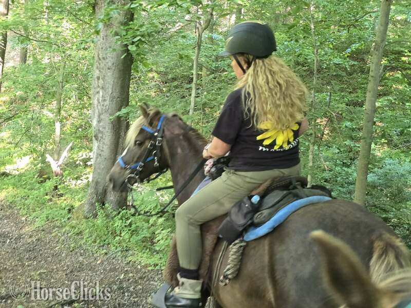 "Rockin Reflection " Chocolate Gelding Rocky Mountain Kentucky