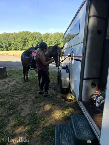 Rocky Mountain - "Rockin Reflection " Chocolate Gelding Rocky Mountain in Kentucky