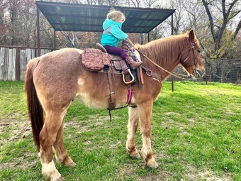 "Rubble" Red Roan Gelding Quarter Horse