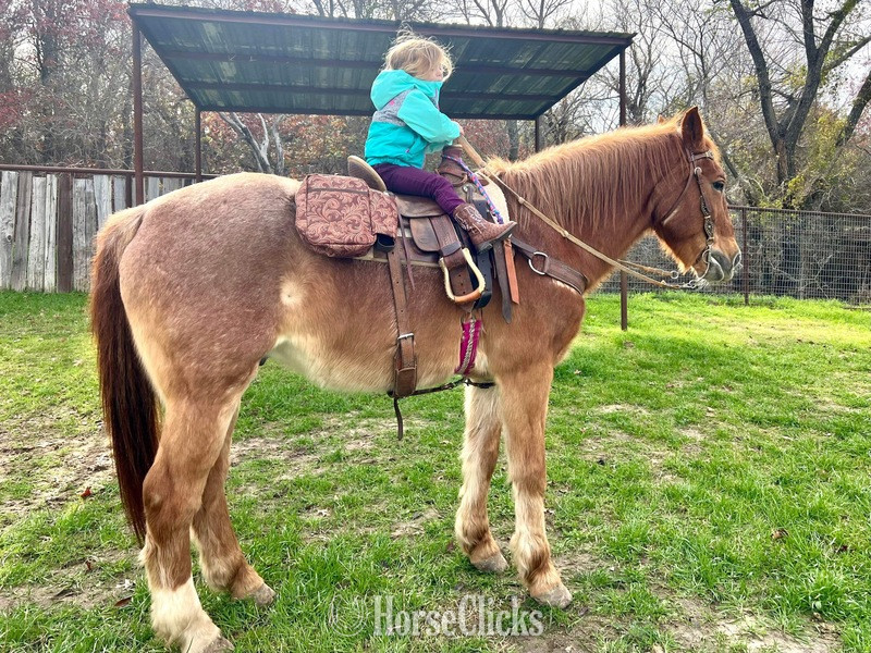 "Rubble" Red Roan Gelding Quarter Horse in Texas