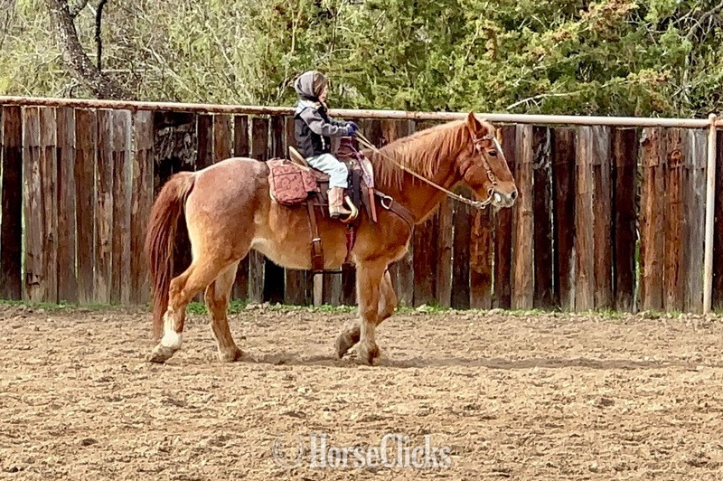 "Rubble" Red Roan Gelding Quarter Horse