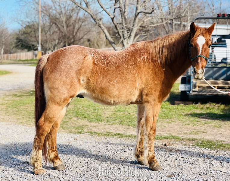 Texas "Rubble" Red Roan Gelding Quarter Horse