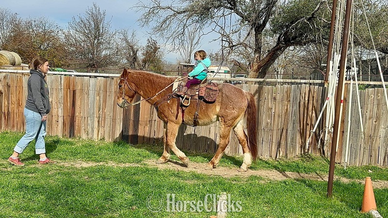 "Rubble" Red Roan Gelding Quarter Horse - Quarter Horse in Texas