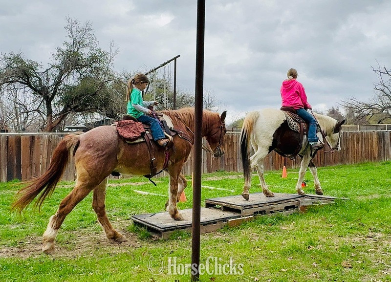 "Rubble" Red Roan Gelding Quarter Horse - Quarter Horse