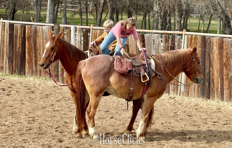 "Rubble" Red Roan Gelding Quarter Horse Texas
