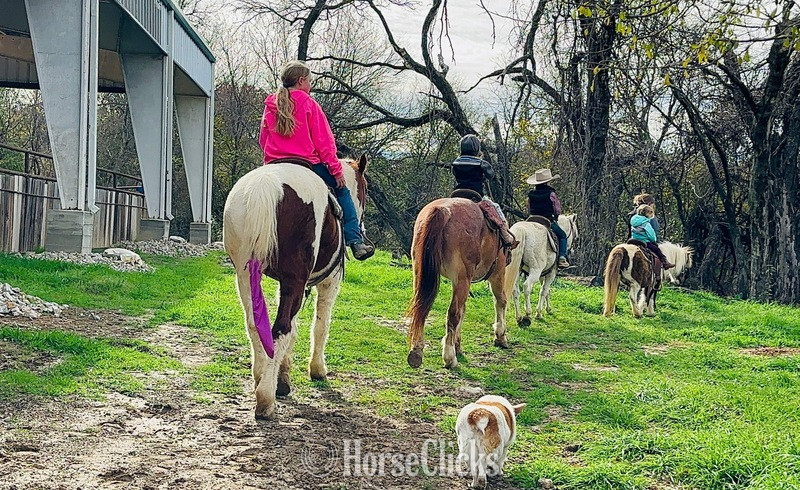 Quarter Horse - "Rubble" Red Roan Gelding Quarter Horse