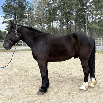 "Percheron" Black Gelding Percheron