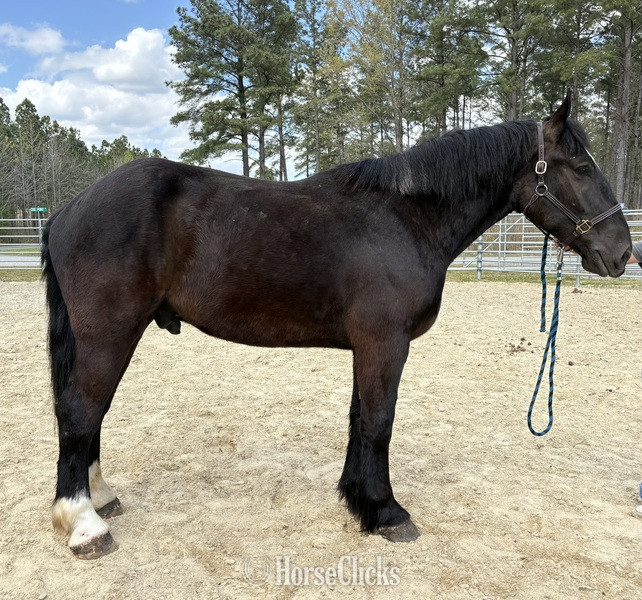 "Percheron" Black Gelding Percheron