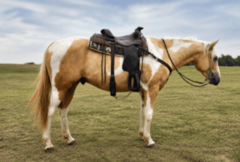 "" PALOMINO PINTO Gelding