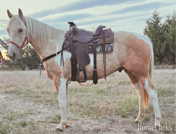 "" PALOMINO PINTO Gelding in Alliance,NE