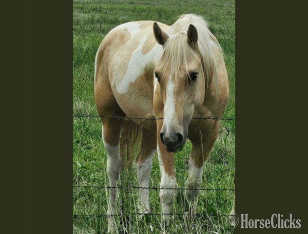 "" PALOMINO PINTO Gelding