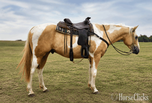 "" PALOMINO PINTO Gelding in Alliance,NE