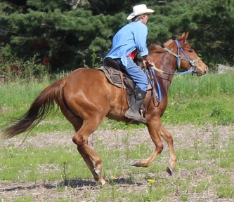 "BRANDYS WILD FIRE" Sorrel Filly Quarter Horse