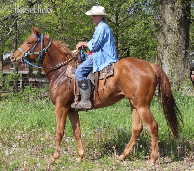 "BRANDYS WILD FIRE" Sorrel Filly Quarter Horse