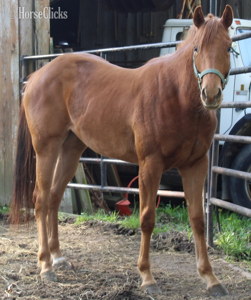 Indiana "BRANDYS WILD FIRE" Sorrel Filly Quarter Horse