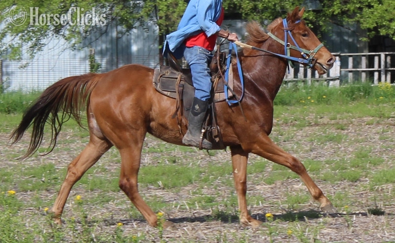 "BRANDYS WILD FIRE" Sorrel Filly Quarter Horse - Quarter Horse in Indiana