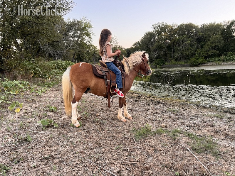 "Cheerio" Sorrel Gelding Pony in Texas