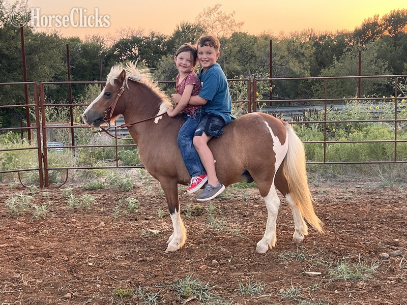 "Cheerio" Sorrel Gelding Pony