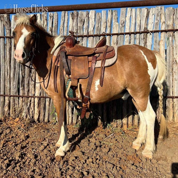 "Cheerio" Sorrel Gelding Pony - Pony